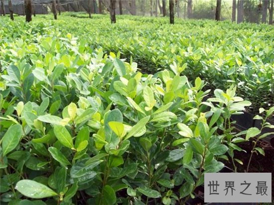 世界十大茶叶生产国，中国以1000130吨位列世界第一！