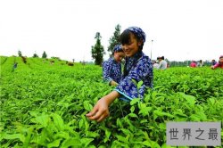 世界十大茶叶生产国，中国以1000130吨位列世界第一！