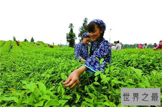 世界十大茶叶生产国，中国以1000130吨位列世界第一！