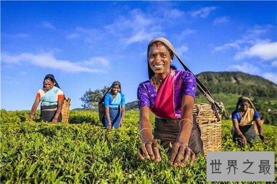 世界十大茶叶生产国，中国以1000130吨位列世界第一！