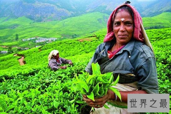 世界十大茶叶生产国，中国以1000130吨位列世界第一！