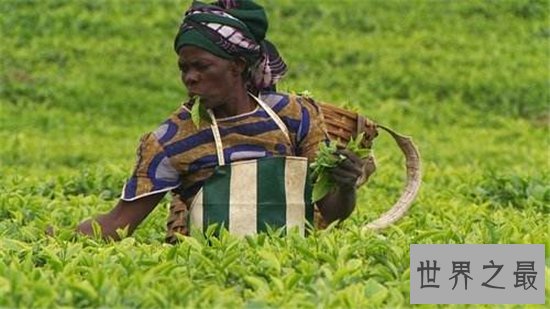 世界十大茶叶生产国，中国以1000130吨位列世界第一！