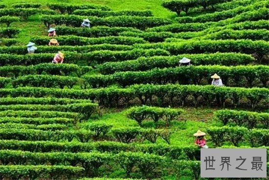 世界十大茶叶生产国，中国以1000130吨位列世界第一！