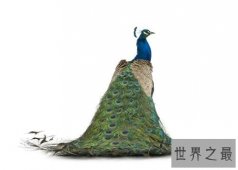 世界上最美丽的十大鸟类，这两种非常适合家养。