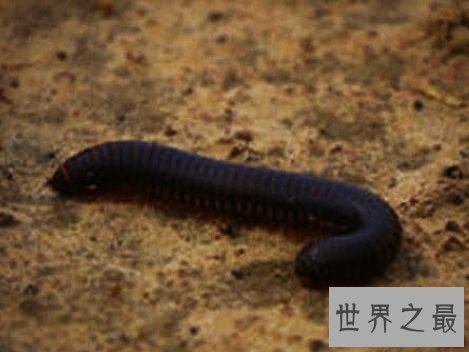 世界上十大外观可怕的无害动物，面目凶恶的它们心底还是善良的。