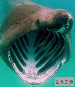 世界上十大外观可怕的无害动物，面目凶恶的它们心底还是善良的。