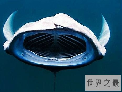 世界上十大外观可怕的无害动物，面目凶恶的它们心底还是善良的。