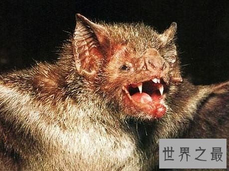 世界上十大外观可怕的无害动物，面目凶恶的它们心底还是善良的。