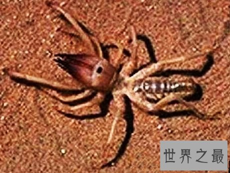 世界上十大外观可怕的无害动物，面目凶恶的它们心底还是善良的。