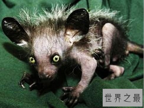 世界上十大外观可怕的无害动物，面目凶恶的它们心底还是善良的。