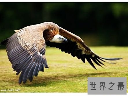 世界上十大外观可怕的无害动物，面目凶恶的它们心底还是善良的。