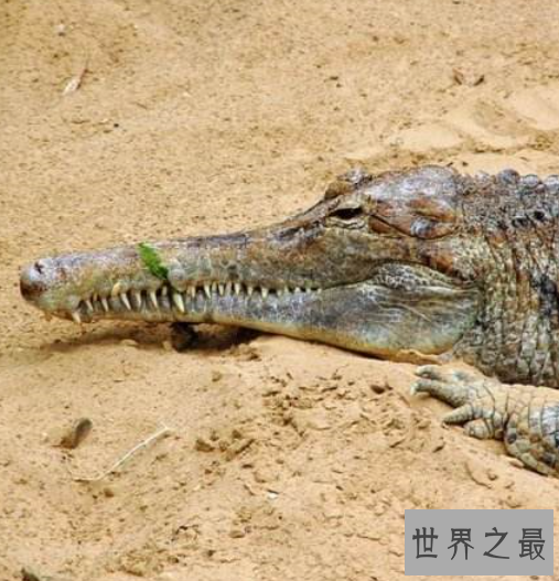 世界上十大外观可怕的无害动物，面目凶恶的它们心底还是善良的。