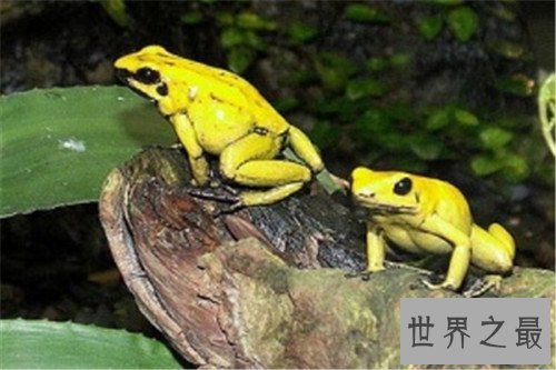 世界上十大最危险生物,充满危险让人毛骨悚然