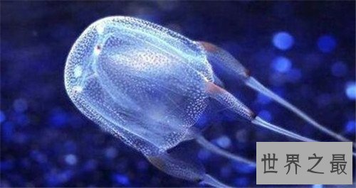 世界上十大最危险生物,充满危险让人毛骨悚然