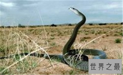 世界上十大最危险生物,充满危险让人毛骨悚然