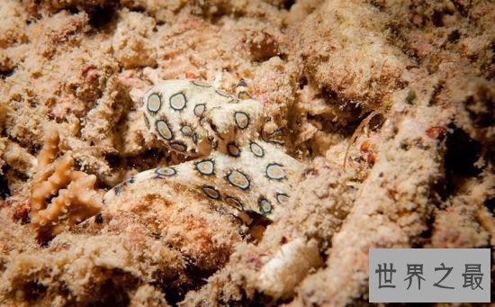 世界上十大最危险生物,充满危险让人毛骨悚然