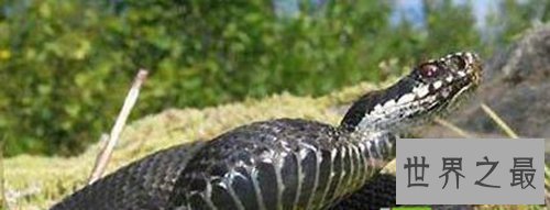 世界上十大最危险生物,充满危险让人毛骨悚然