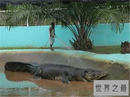 世界上十大最危险生物,充满危险让人毛骨悚然