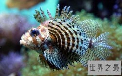 世界上十大最危险生物，充满危险让人毛骨悚然