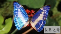 世界上十大最漂亮的蝴蝶，精灵蝴蝶美到极致！