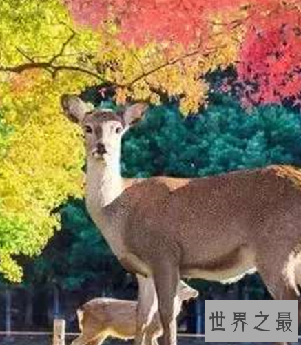 世界十大最安全的国家排行,你敢相信第一的国家是冰岛吗?