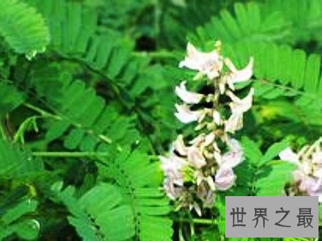 世界上毒性最强的十种植物,有一种是我们生活中非常的常见。
