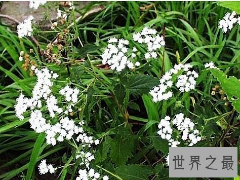 世界上毒性最强的十种植物,有一种是我们生活中非常的常见。