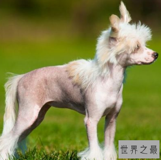 世界十大最丑的狗品种排行榜,不知道你家得狗狗在不在里面?