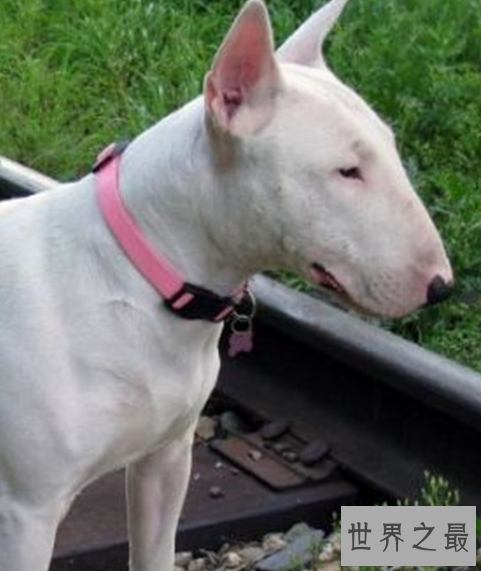 世界十大最丑的狗品种排行榜,不知道你家得狗狗在不在里面?