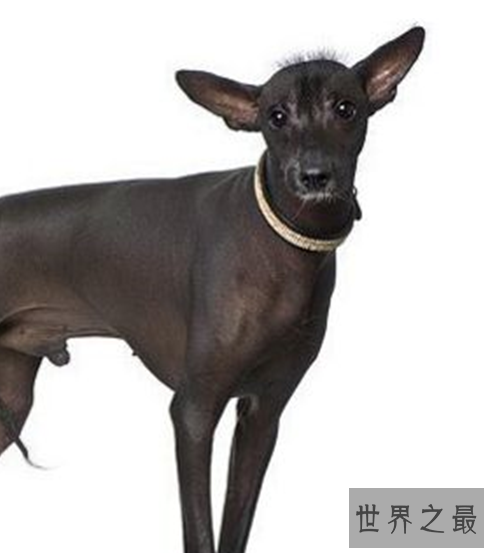 世界十大最丑的狗品种排行榜,不知道你家得狗狗在不在里面?