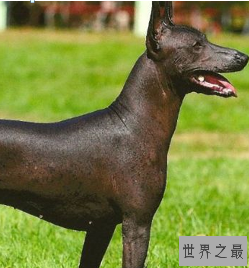 世界十大最丑的狗品种排行榜,不知道你家得狗狗在不在里面?