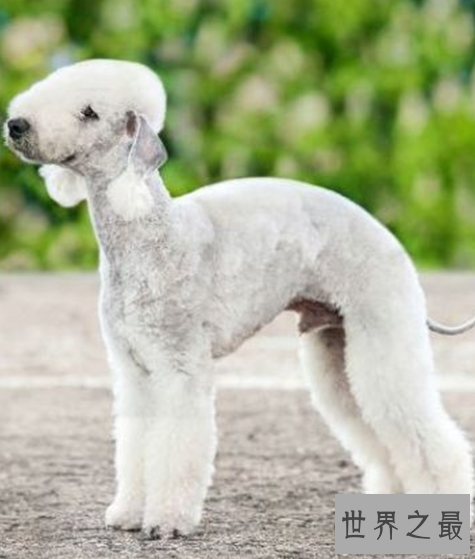 世界十大最丑的狗品种排行榜,不知道你家得狗狗在不在里面?