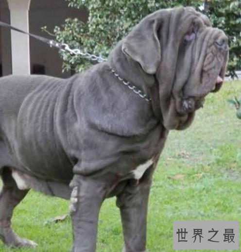 世界十大最丑的狗品种排行榜,不知道你家得狗狗在不在里面?