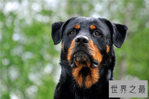 印度十大最受欢迎的狗品种,印度土狗最受欢迎