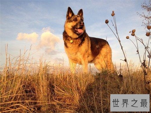 印度十大最受欢迎的狗品种,印度土狗最受欢迎