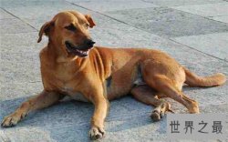 印度十大最受欢迎的狗品种，印度土狗最受欢迎