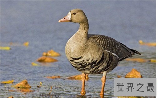 十大网络神兽,草泥马达菲鸡法克鱿是什么意思?