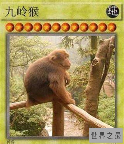 十大网络神兽,草泥马达菲鸡法克鱿是什么意思?