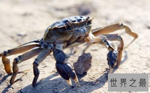 十大网络神兽,草泥马达菲鸡法克鱿是什么意思?