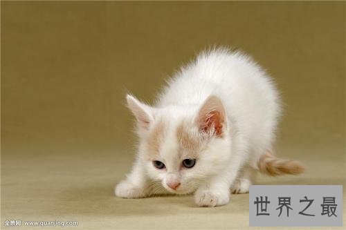 世界十大最聪明动物,猪排第二智商仅此黑猩猩