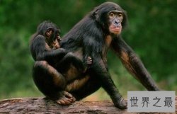 世界十大最聪明动物，猪排第二智商仅此黑猩猩