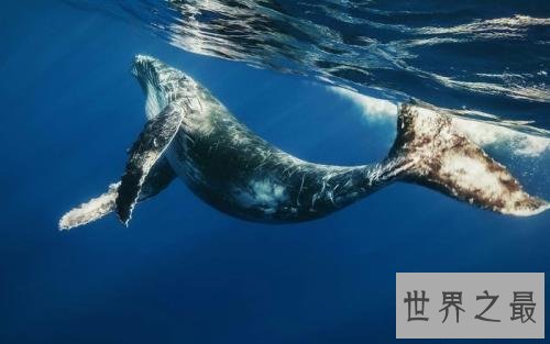 世界十大最聪明动物,猪排第二智商仅此黑猩猩