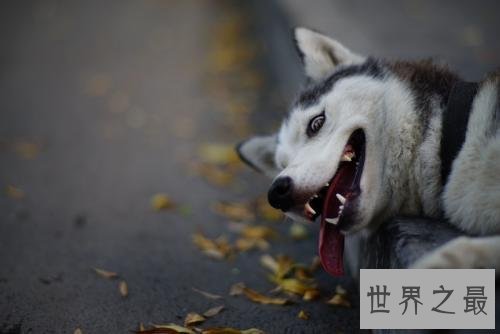 世界十大最聪明动物,猪排第二智商仅此黑猩猩