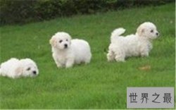 十大家庭犬排名，你是不是也想养一只小可爱呢