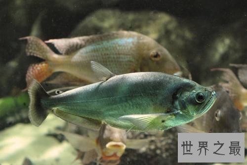 世界十大最凶猛淡水鱼，足以杀死一个人！