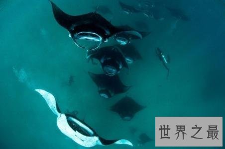 世界十大最凶猛淡水鱼，足以杀死一个人！