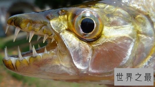 世界十大最凶猛淡水鱼，足以杀死一个人！