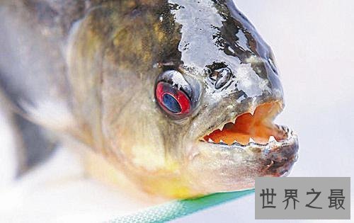世界十大最凶猛淡水鱼，足以杀死一个人！