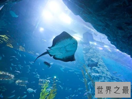 世界十大最凶猛淡水鱼，足以杀死一个人！