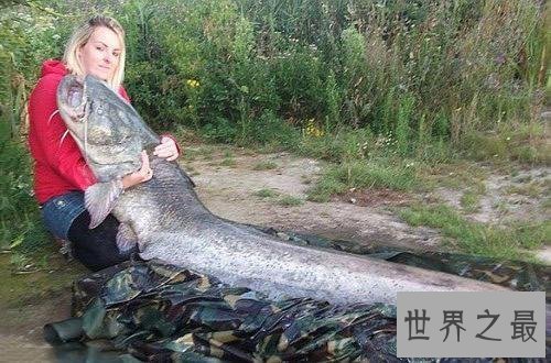 世界十大最凶猛淡水鱼，足以杀死一个人！